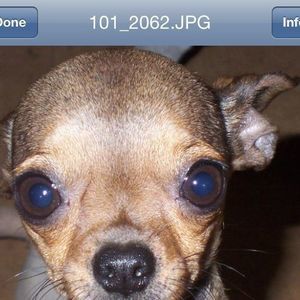 Meet your Posher, Pam